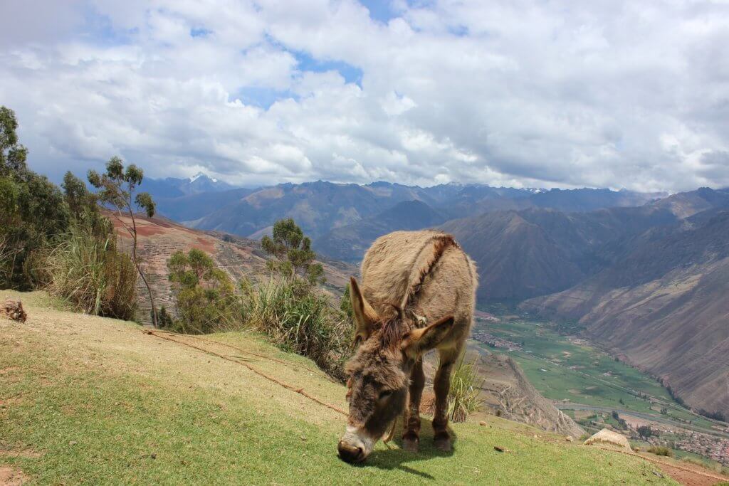 Rundresa Peru